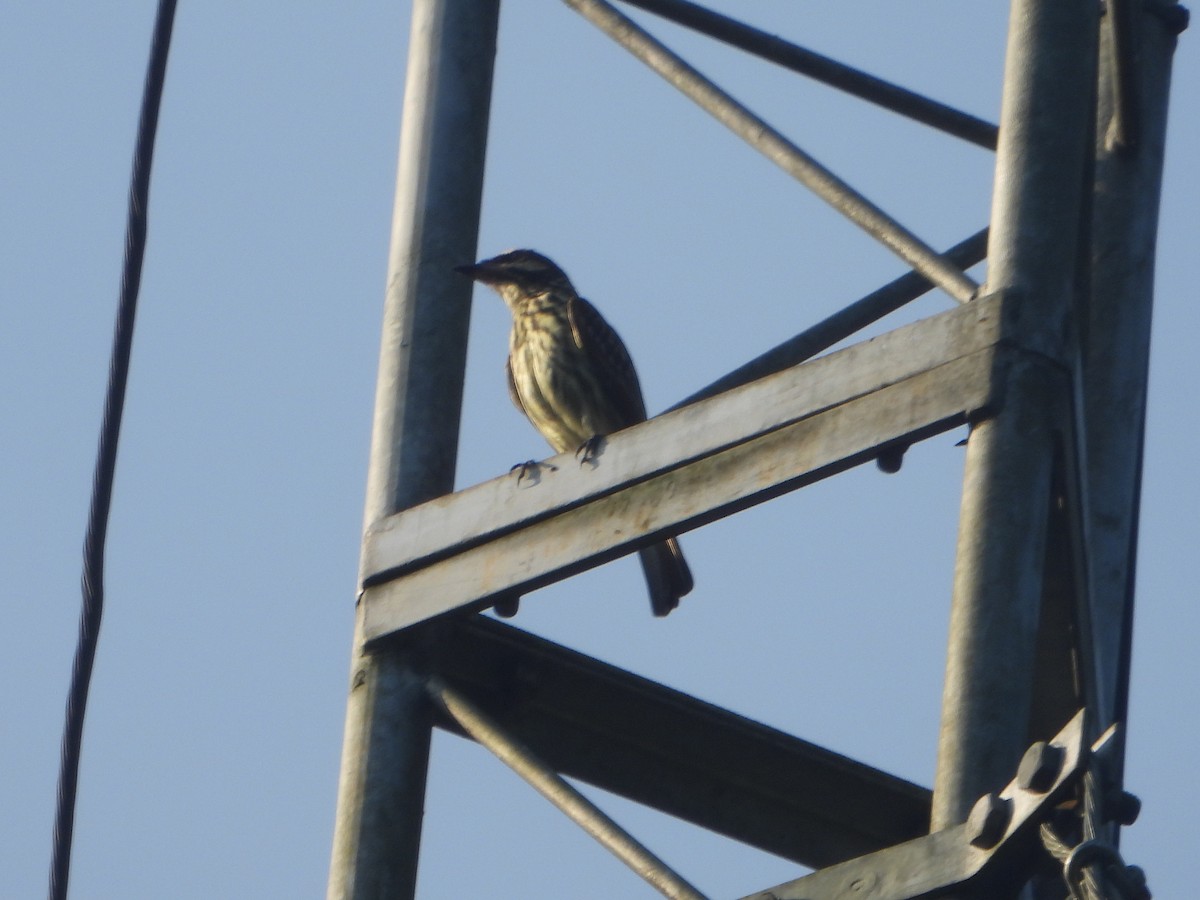 Streaked Flycatcher (Southern) - ML610597605
