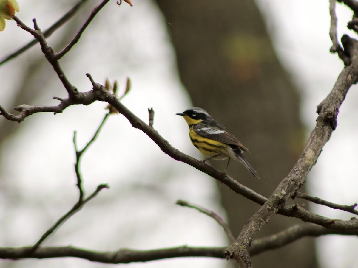 Magnolia Warbler - ML610597610