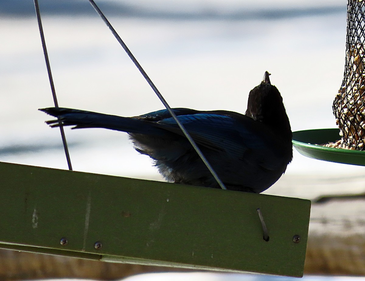 Steller's Jay - ML610597659