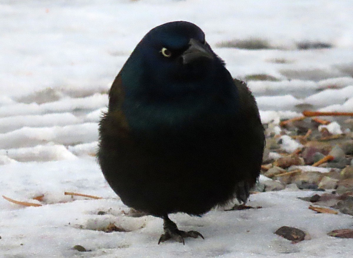 Common Grackle - Bob Pruner