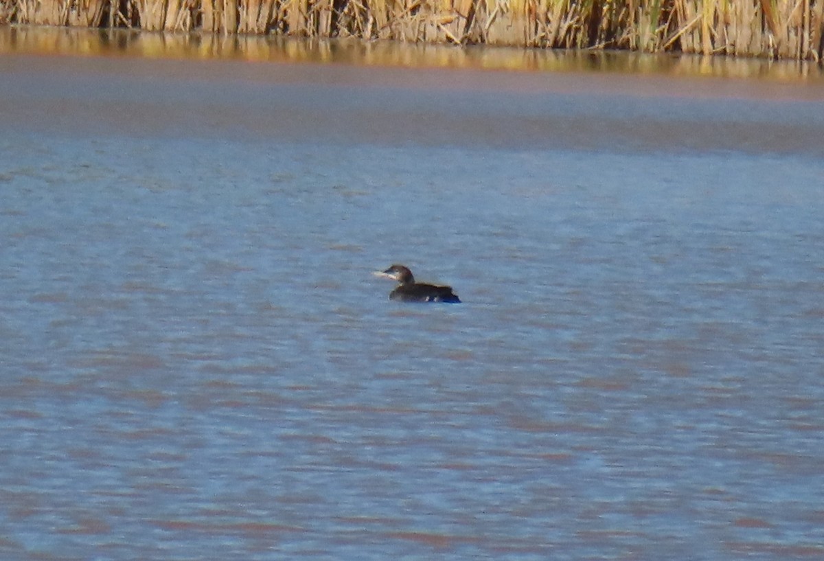 Common Loon - ML610597693