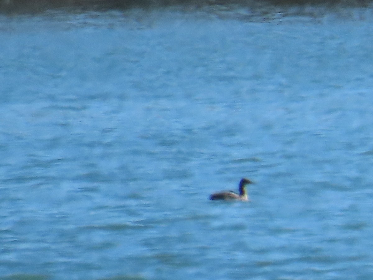 Red-necked Grebe - ML610597718