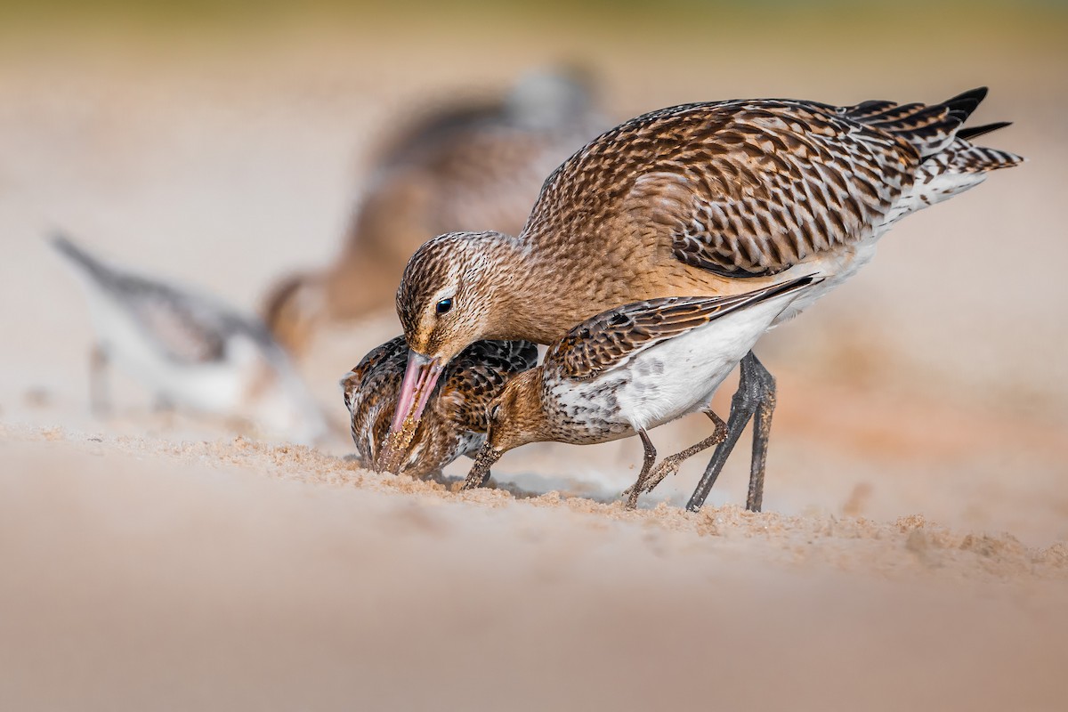 Bar-tailed Godwit - ML610597756