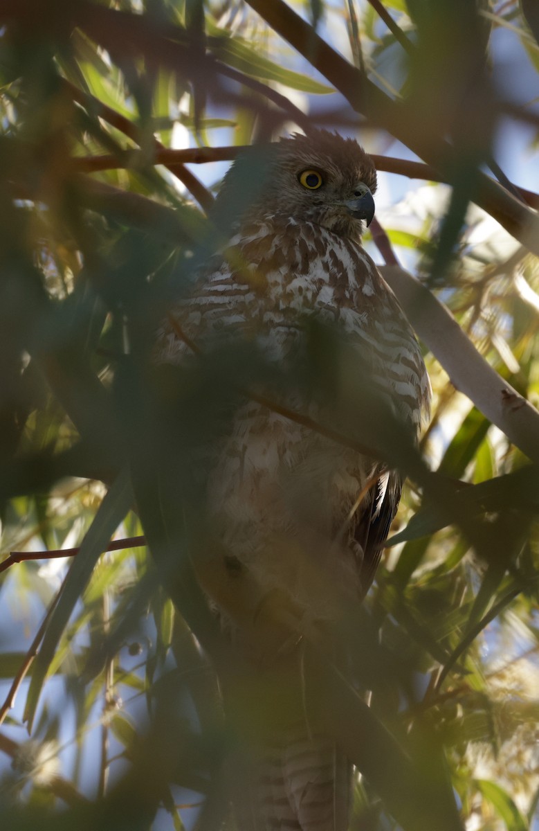 Collared Sparrowhawk - ML610597773