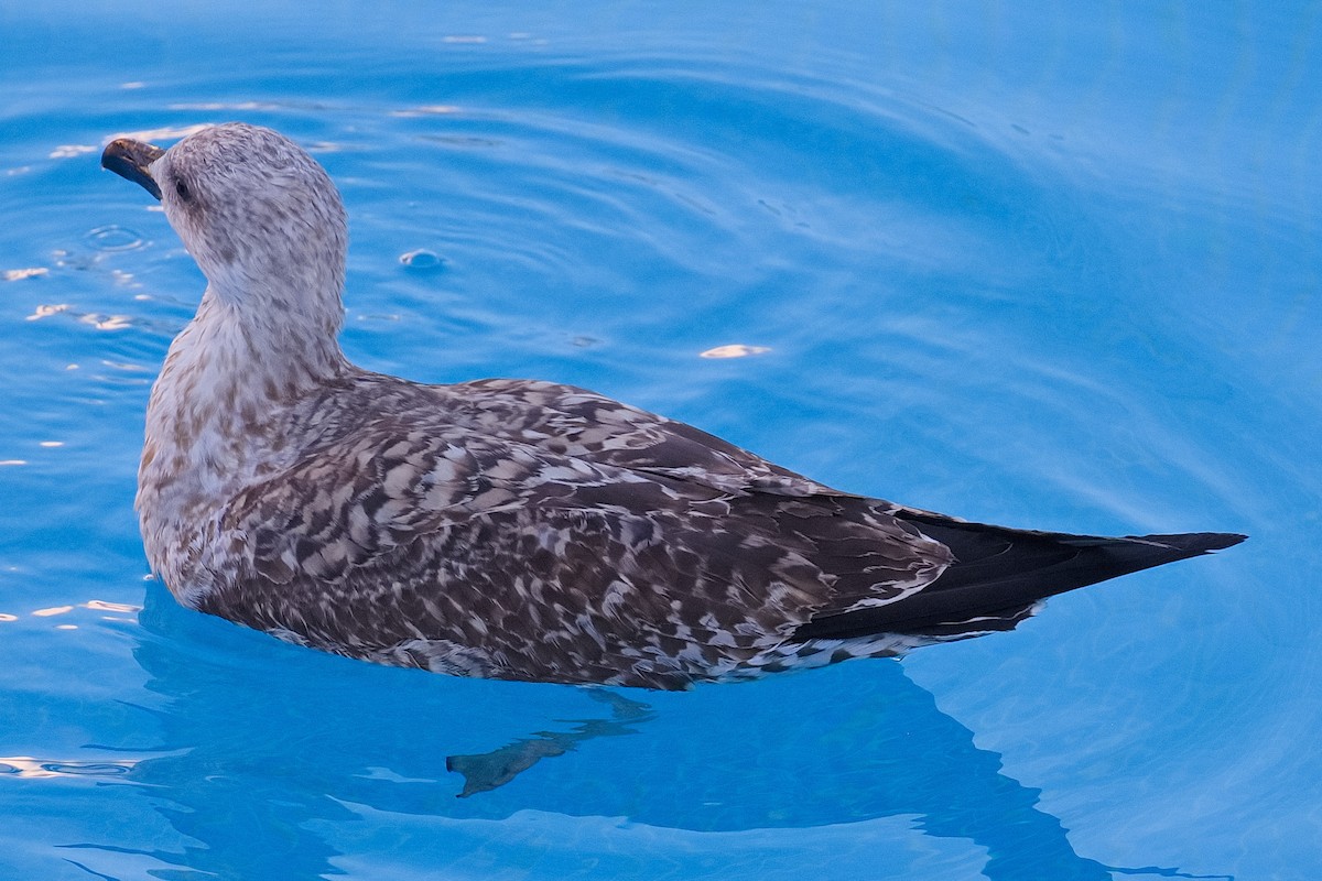 Gaviota Patiamarilla - ML610597821