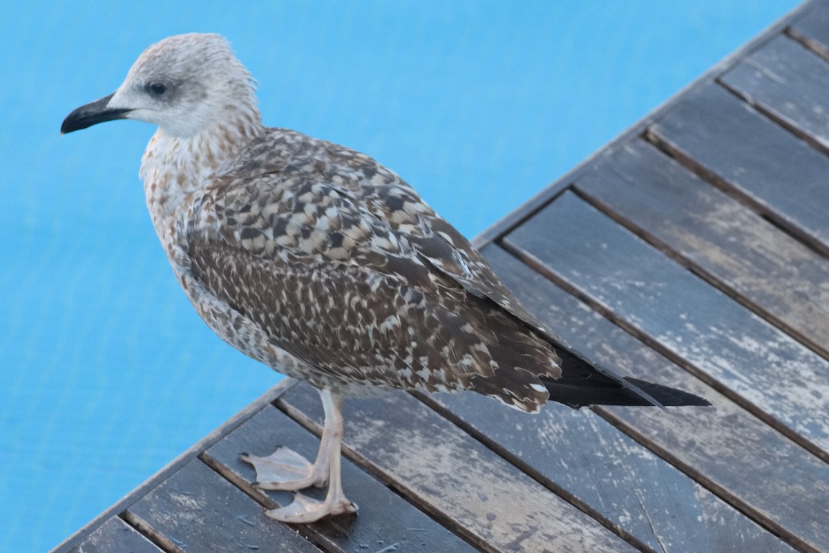 Gaviota Patiamarilla - ML610597825