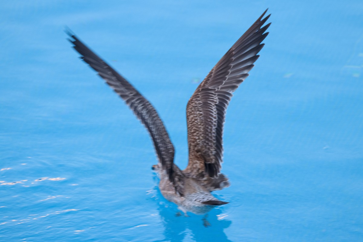 Gaviota Patiamarilla - ML610597834