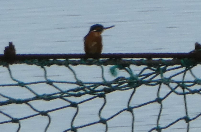 Common Kingfisher - ML610597929