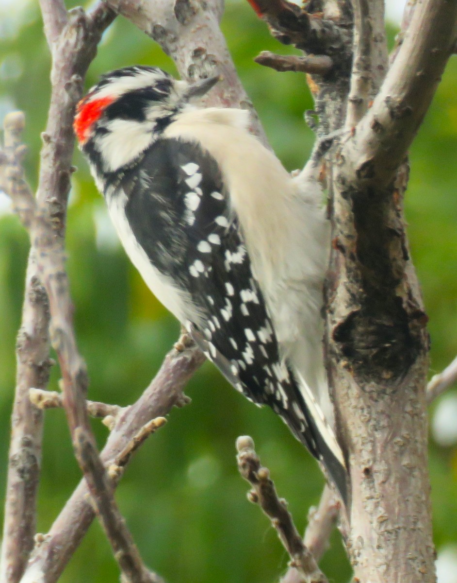 Downy Woodpecker - ML610598230