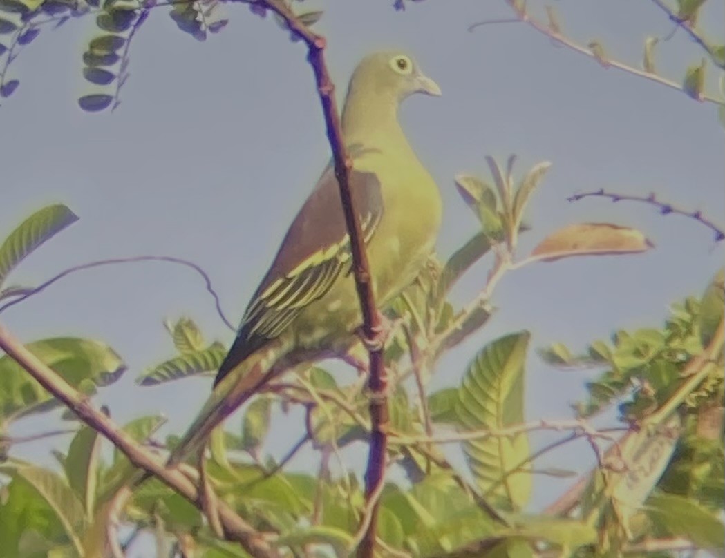 Gray-cheeked Green-Pigeon - Alain Sylvain