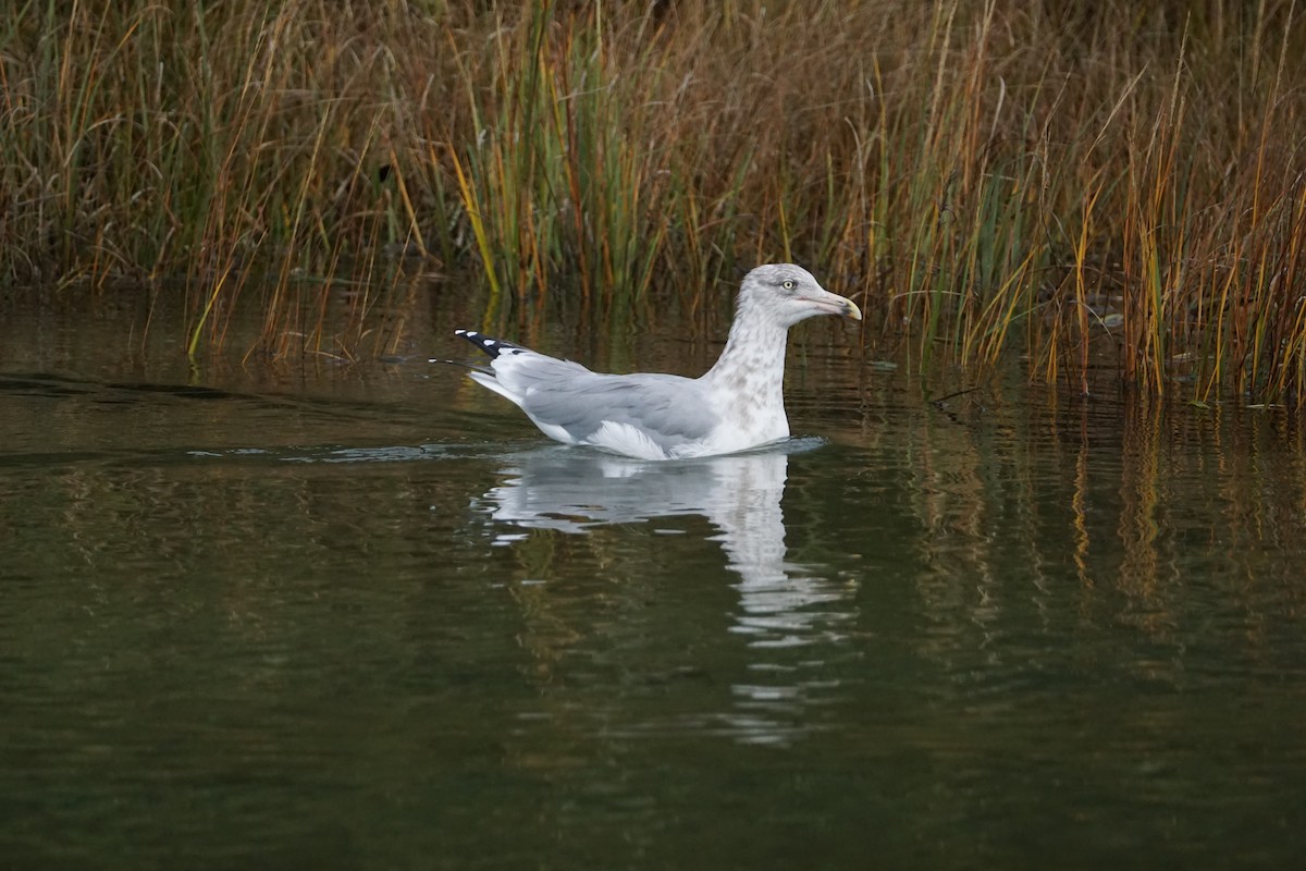 Goéland argenté - ML610598300