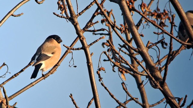 Eurasian Bullfinch (Eurasian) - ML610598328