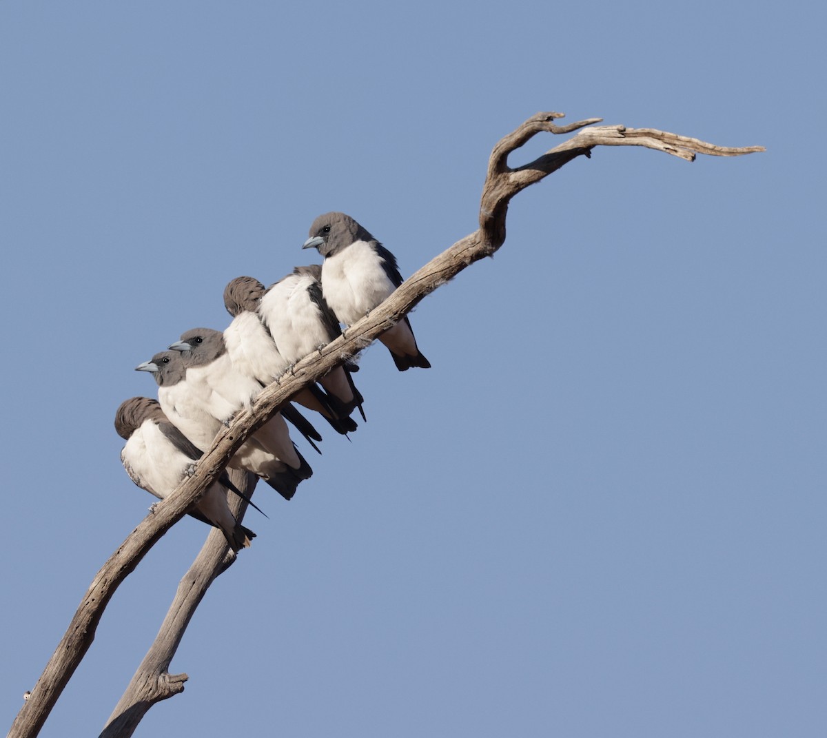 White-breasted Woodswallow - ML610598381