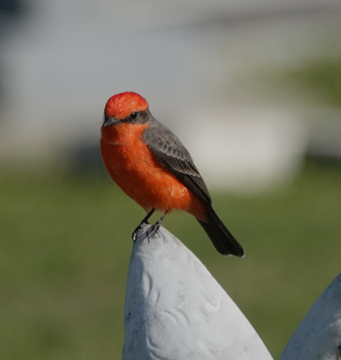 Vermilion Flycatcher - ML610598455