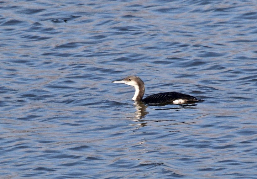 Arctic Loon - ML610598481