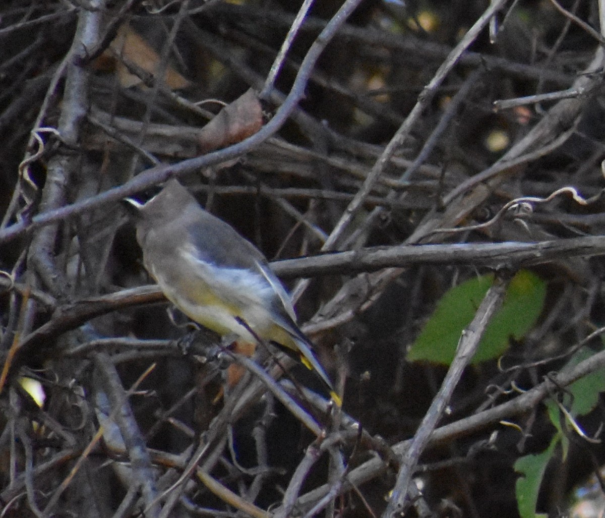 Cedar Waxwing - ML610598513