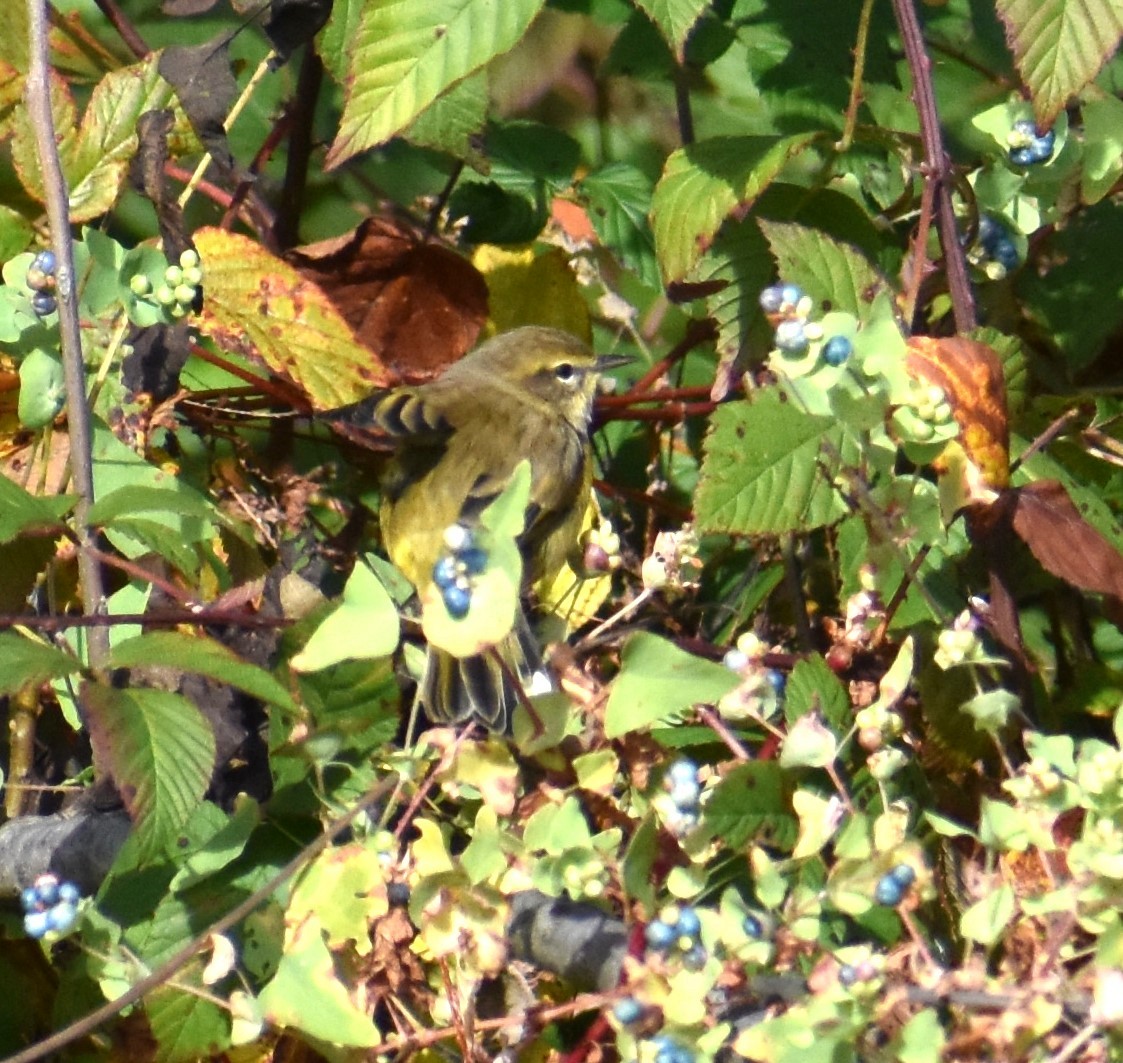 Palm Warbler - ML610598528