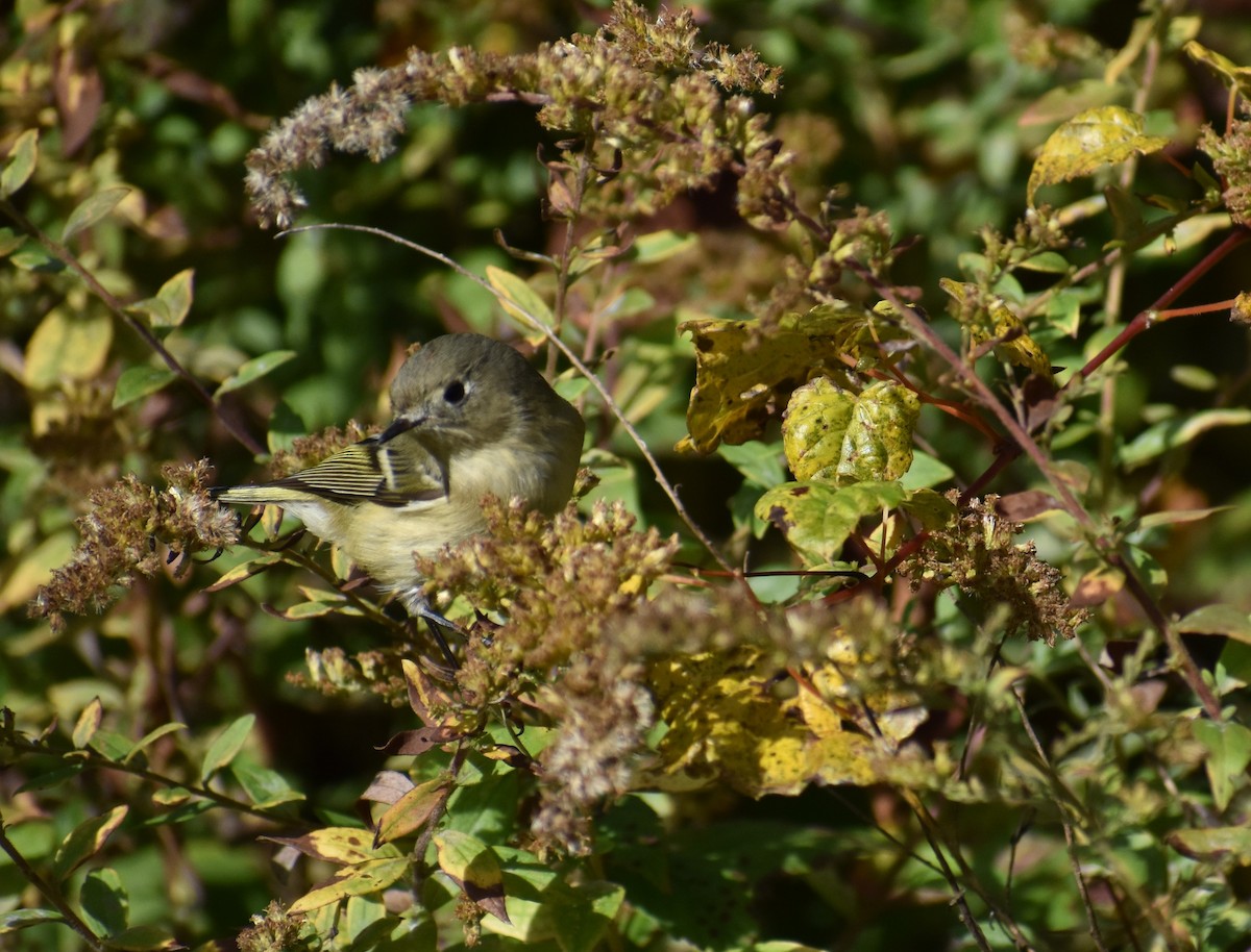 Ruby-crowned Kinglet - ML610598535