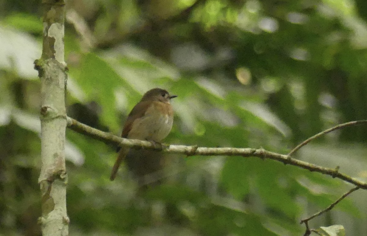 Fulvous-chested Jungle Flycatcher - ML610598539