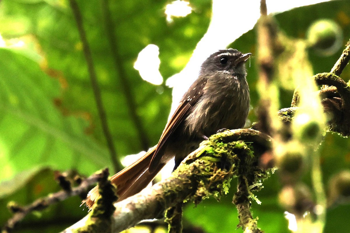 Bougainville Fantail - ML610598545