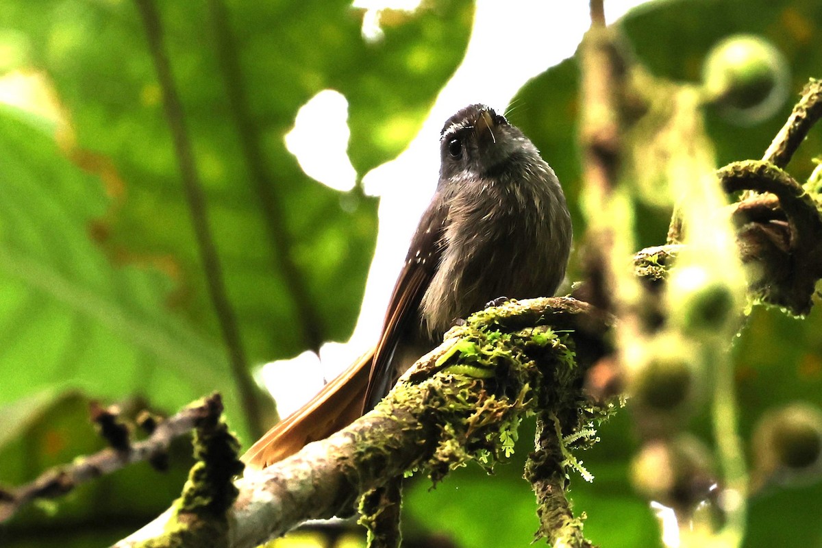 Bougainville Fantail - ML610598548