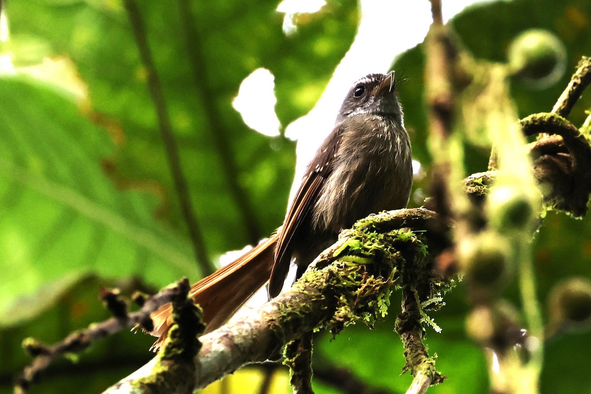 Bougainville Fantail - ML610598552