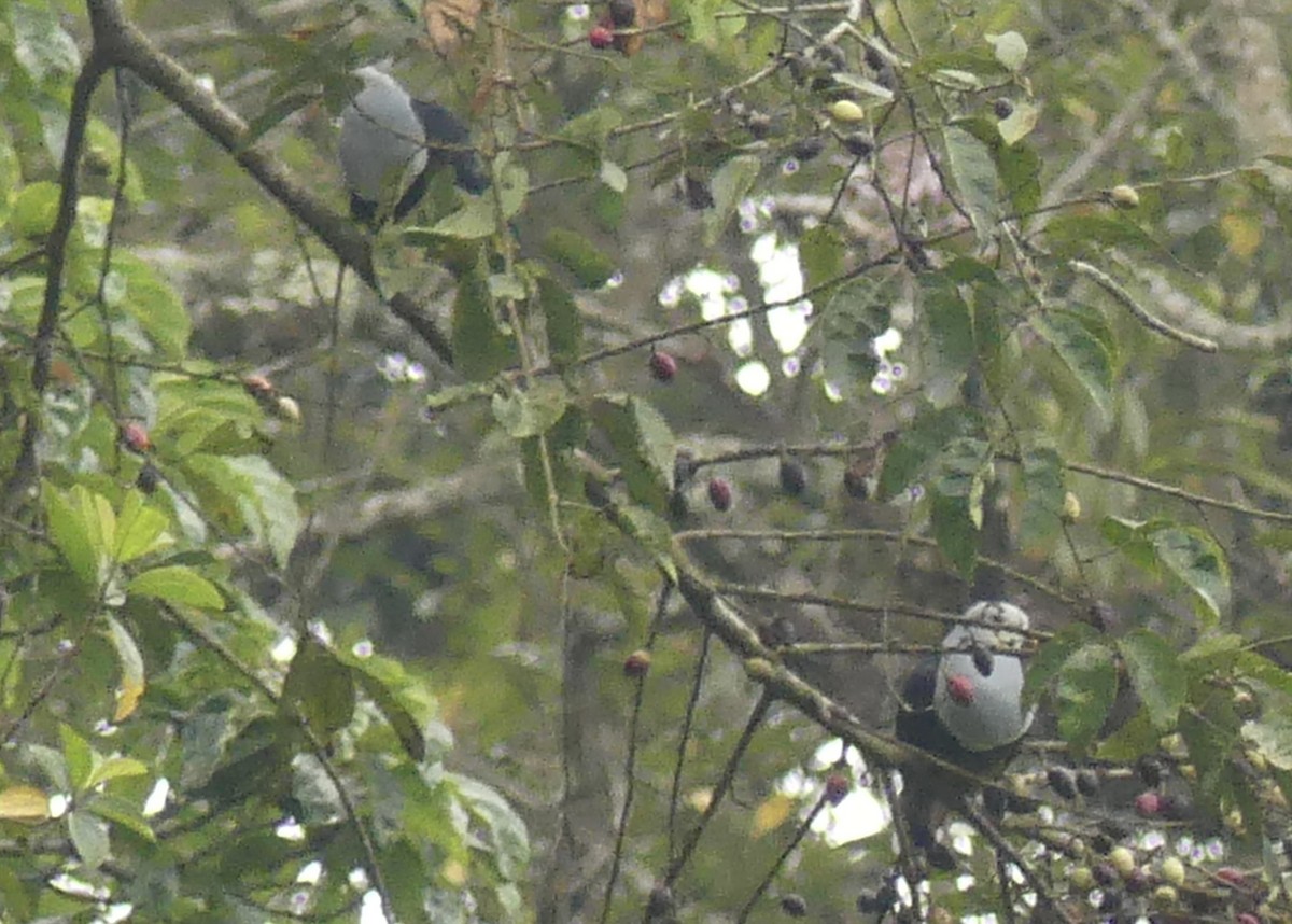 Black-backed Fruit-Dove - ML610598555