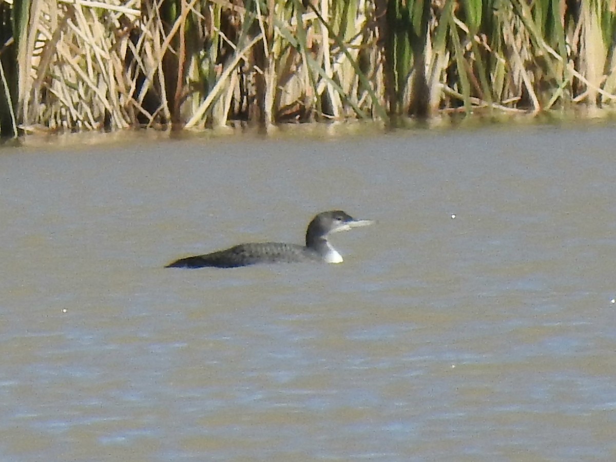 Common Loon - ML610598634