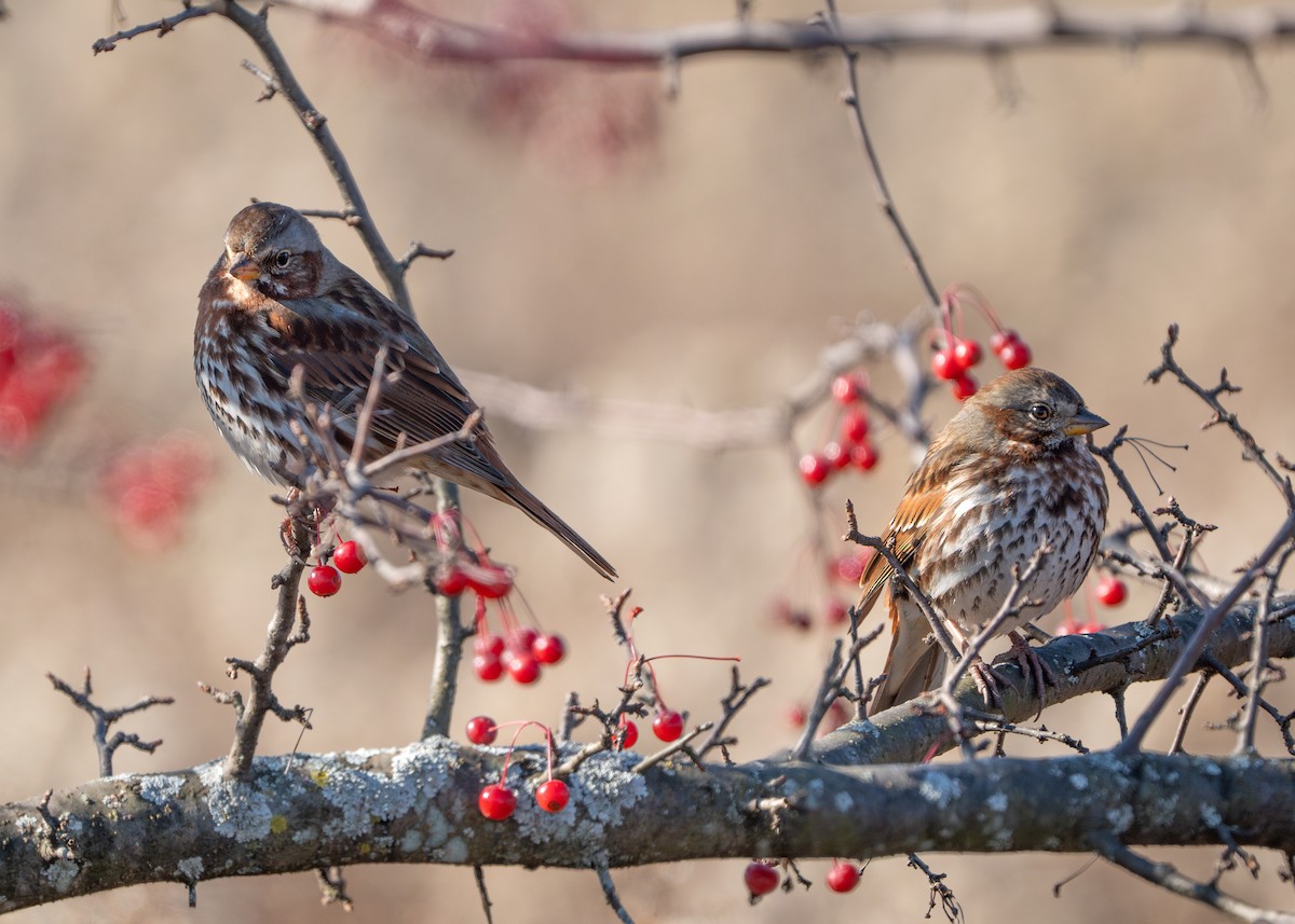 Fox Sparrow - ML610598658