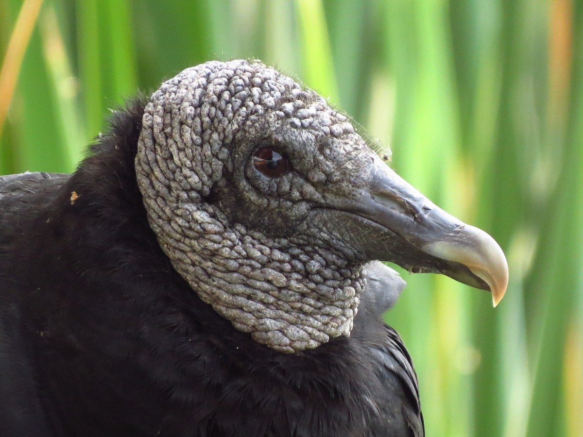Black Vulture - ML610598747