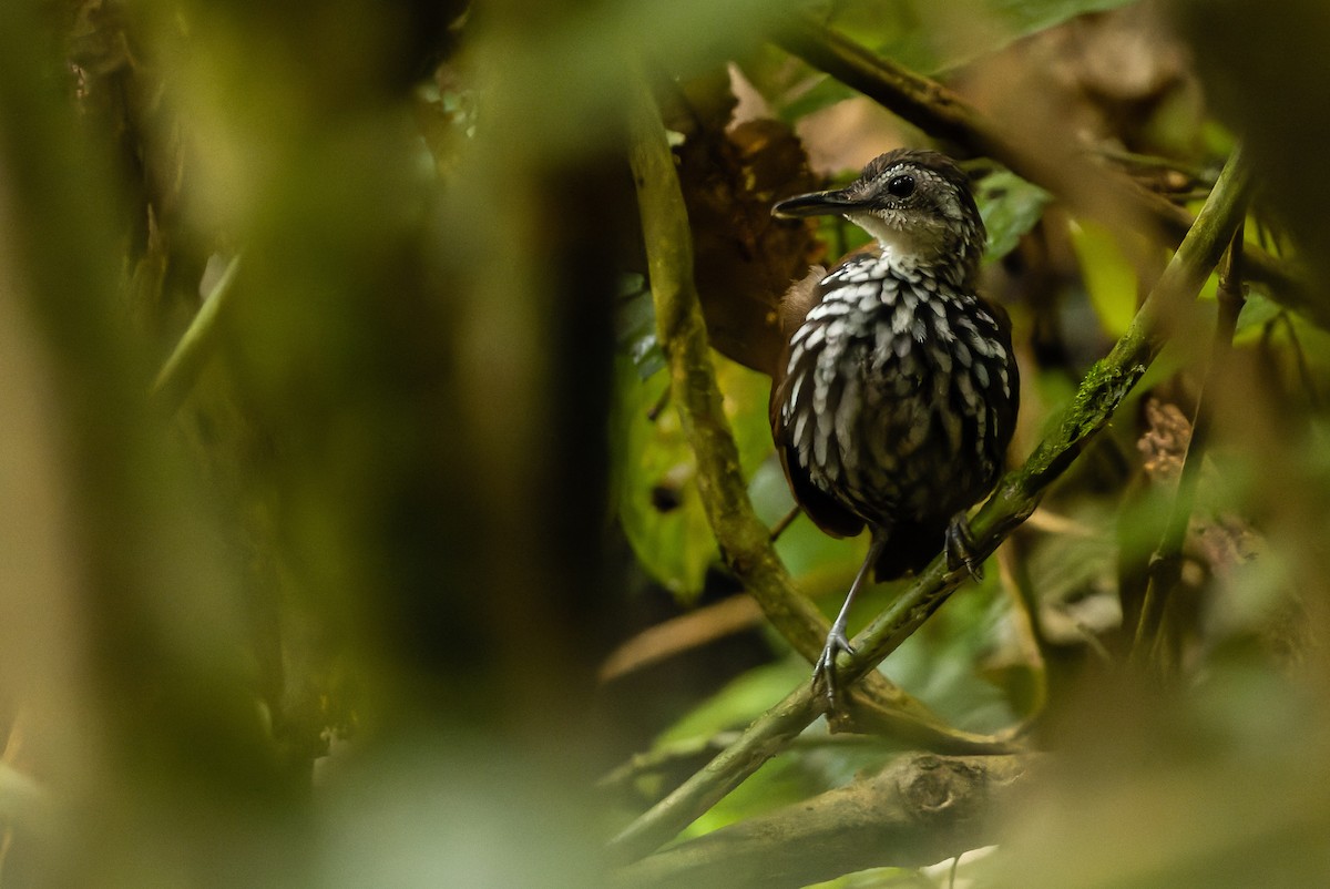 Bornean Wren-Babbler - ML610598785