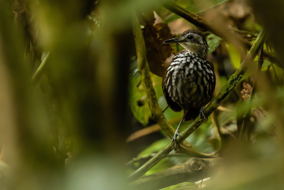 Bornean Wren-Babbler - ML610598786