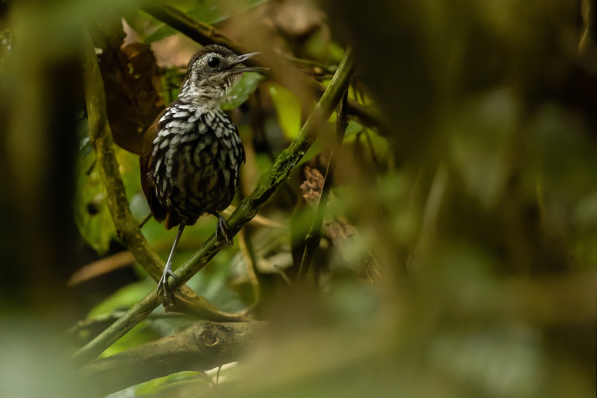 Bornean Wren-Babbler - Joachim Bertrands