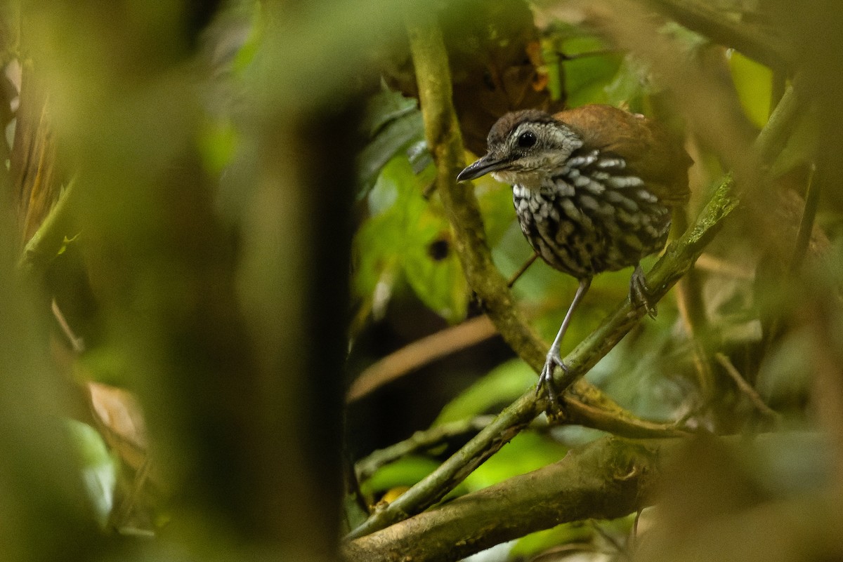 Bornean Wren-Babbler - ML610598789