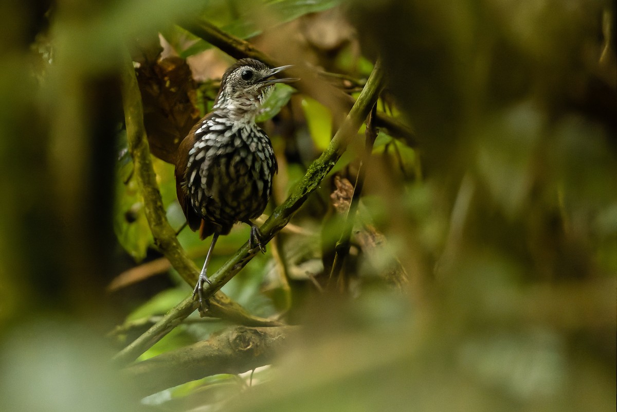 Bornean Wren-Babbler - ML610598790