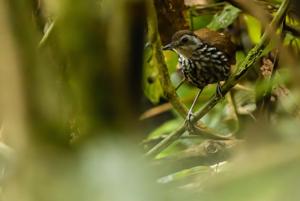 Bornean Wren-Babbler - ML610598791