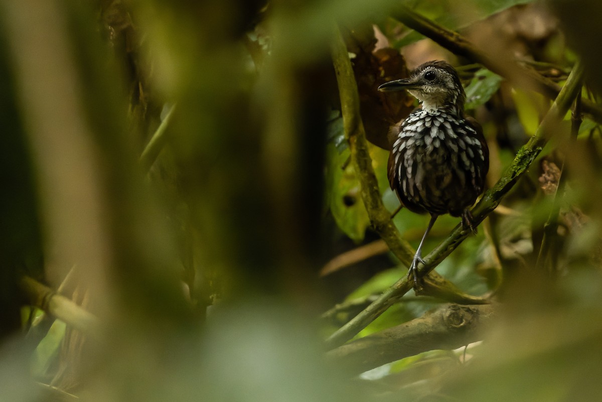 Bornean Wren-Babbler - ML610598792