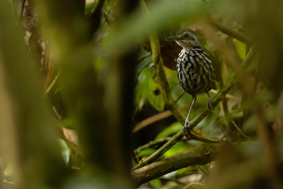 Bornean Wren-Babbler - ML610598793