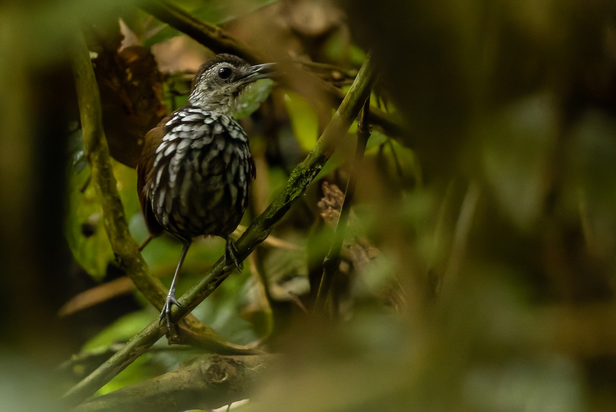 Bornean Wren-Babbler - ML610598795