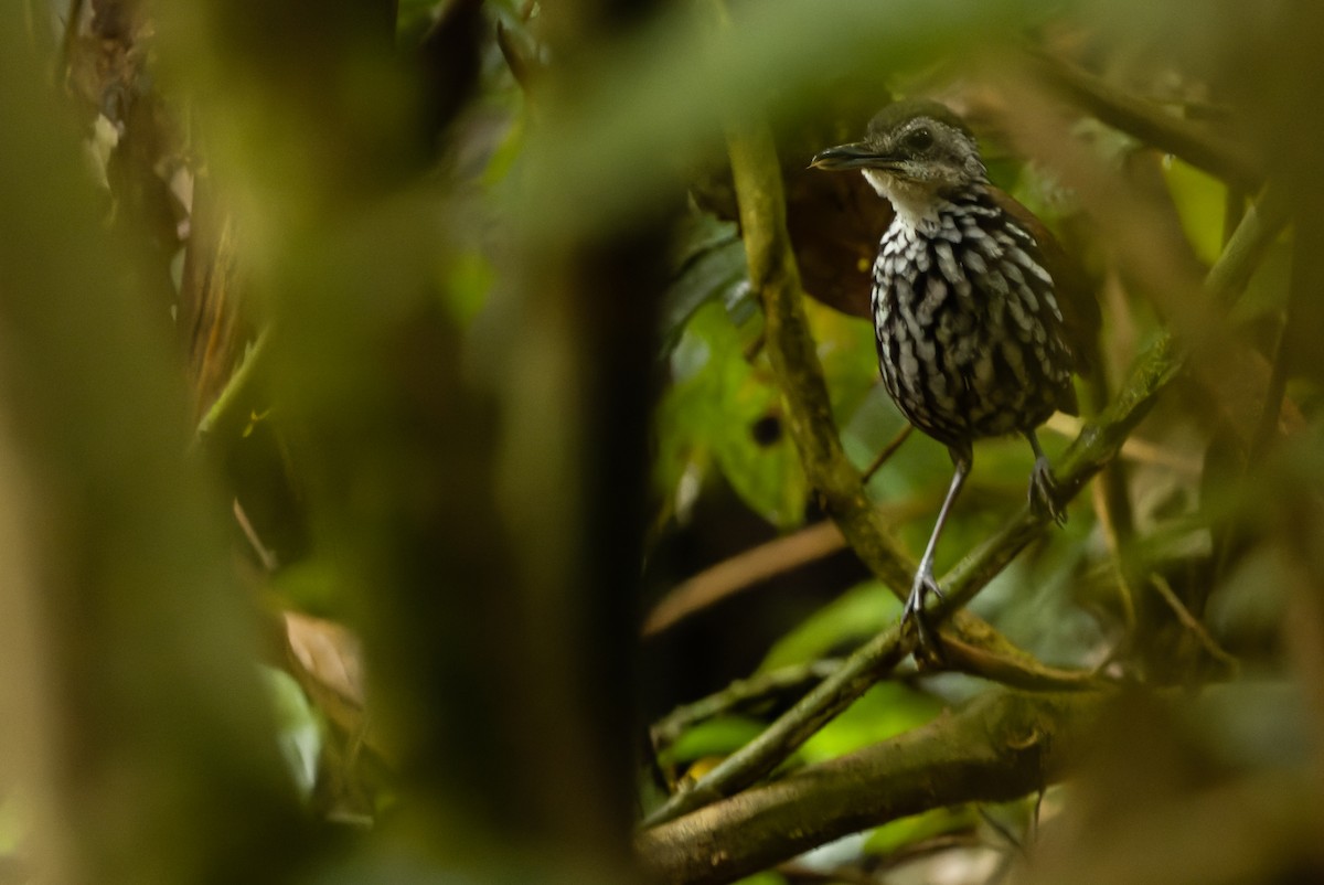 Bornean Wren-Babbler - Joachim Bertrands