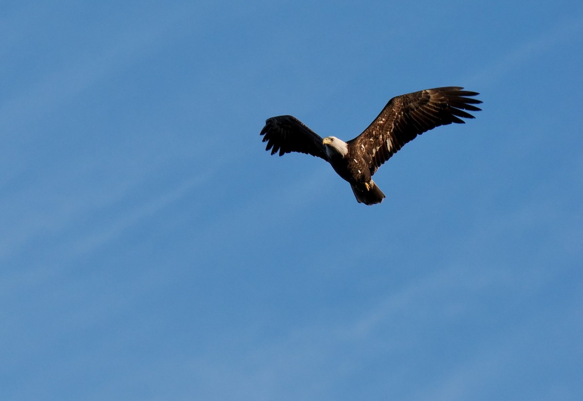 Bald Eagle - ML610598824