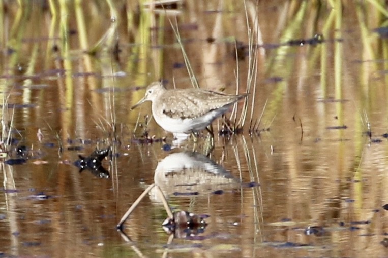 Solitary Sandpiper - ML610598909