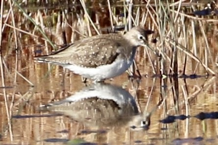 Solitary Sandpiper - ML610598911