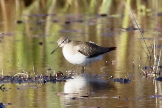 Solitary Sandpiper - ML610598912