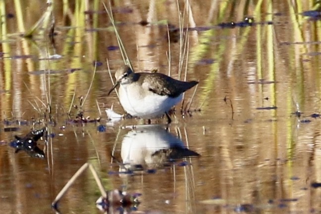 Solitary Sandpiper - ML610598913