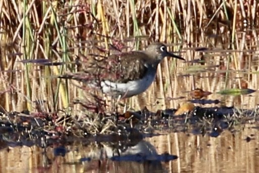 Solitary Sandpiper - Dan Rottino