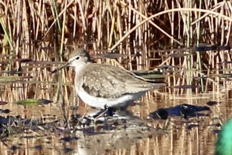 Solitary Sandpiper - ML610598915