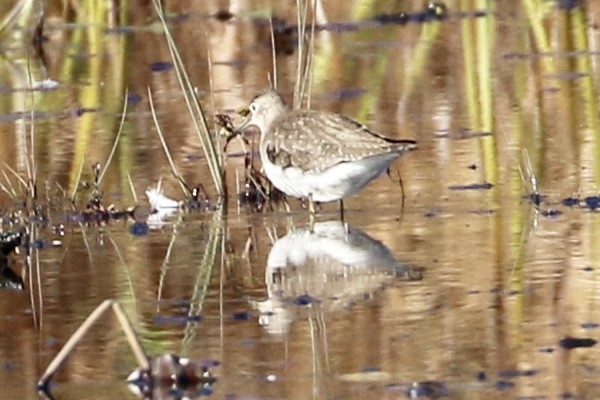 Solitary Sandpiper - ML610598916