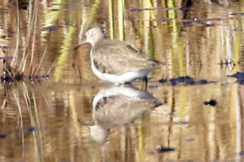 Solitary Sandpiper - Dan Rottino