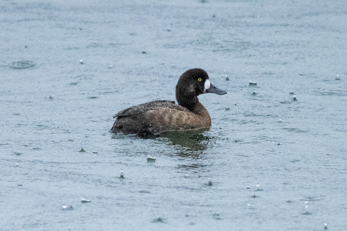 Greater Scaup - ML610598961